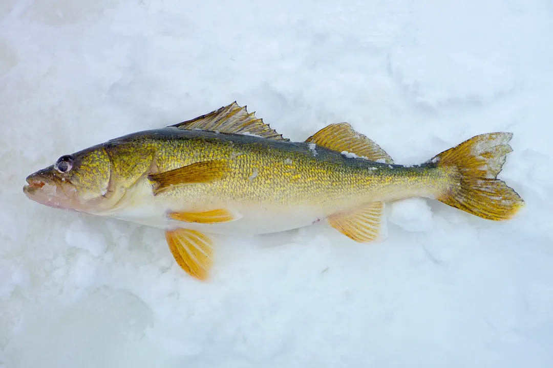 Walleye Fish Physical Characteristics