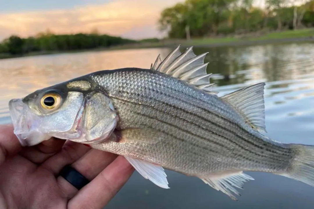 Walleye Fish Physical Characteristics, Opaque Eyes