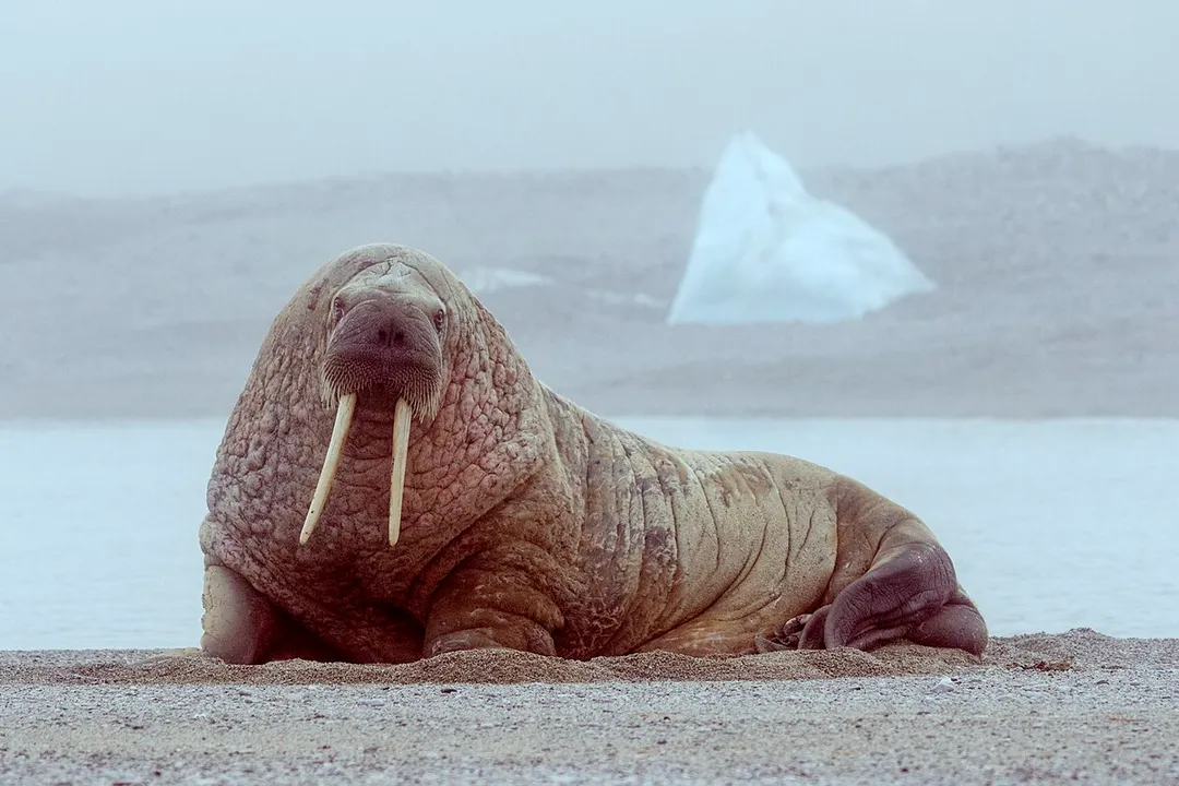 Walrus Diet