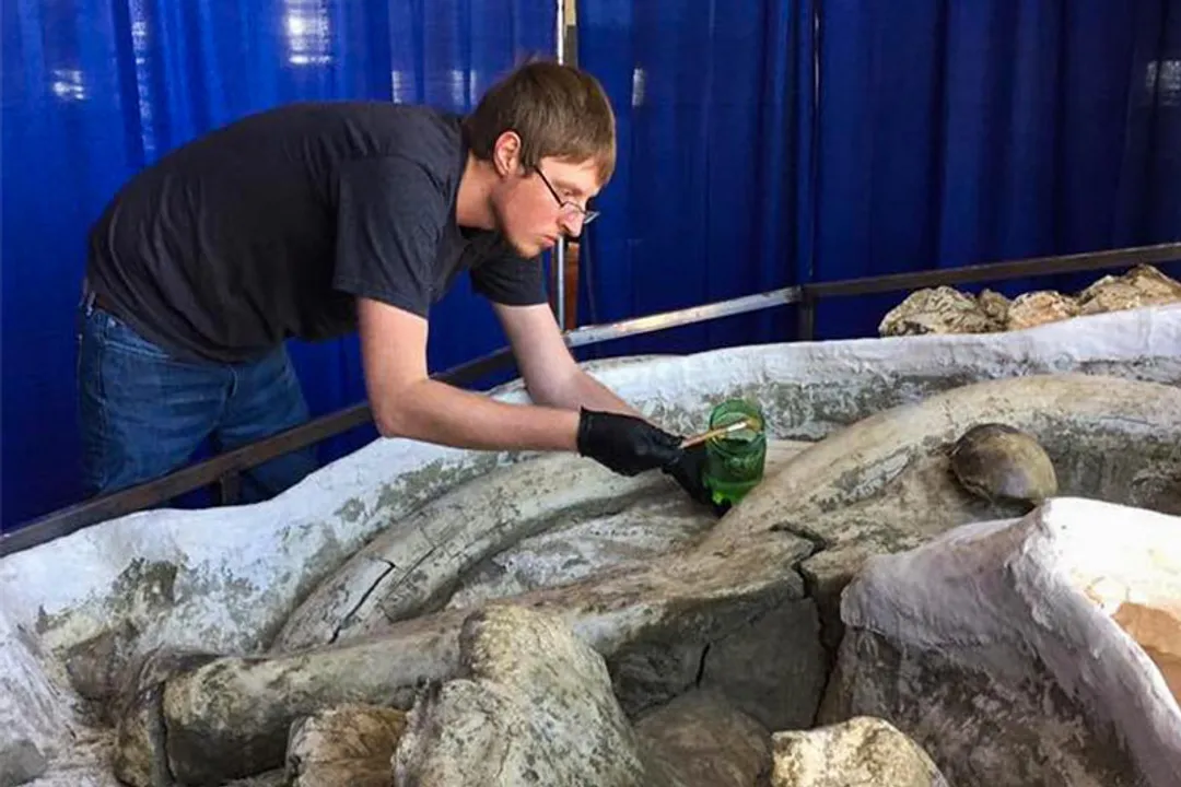 Walrus Evolution, Pinniped Kinship