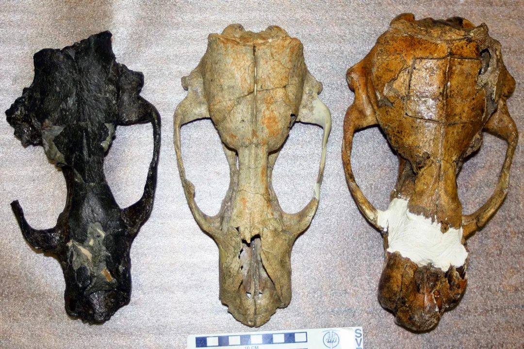 Walrus Evolution, Early Lineage