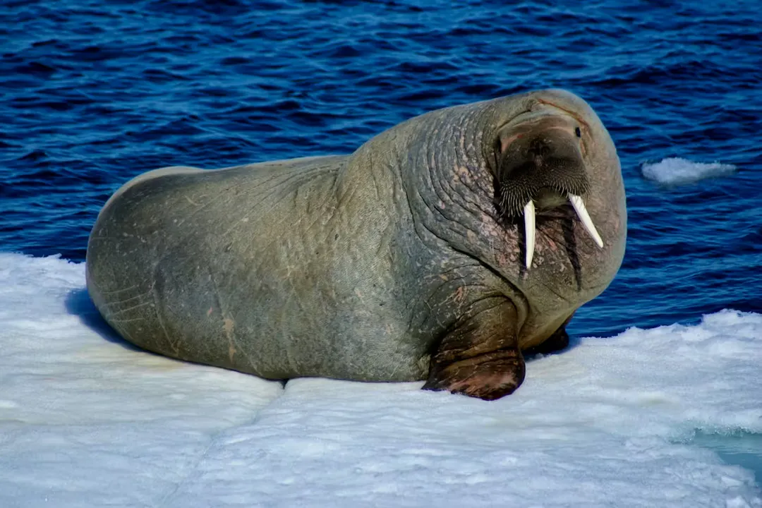 Walrus Facts, Facial Sensory