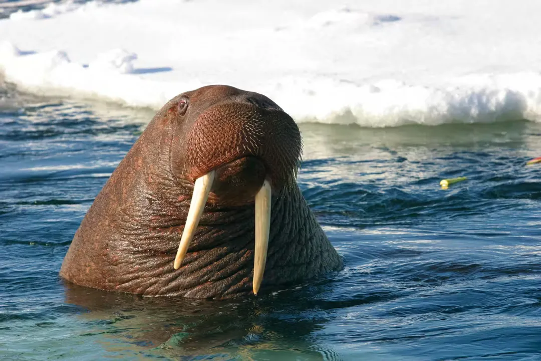 Walrus Facts, Skin Color Change