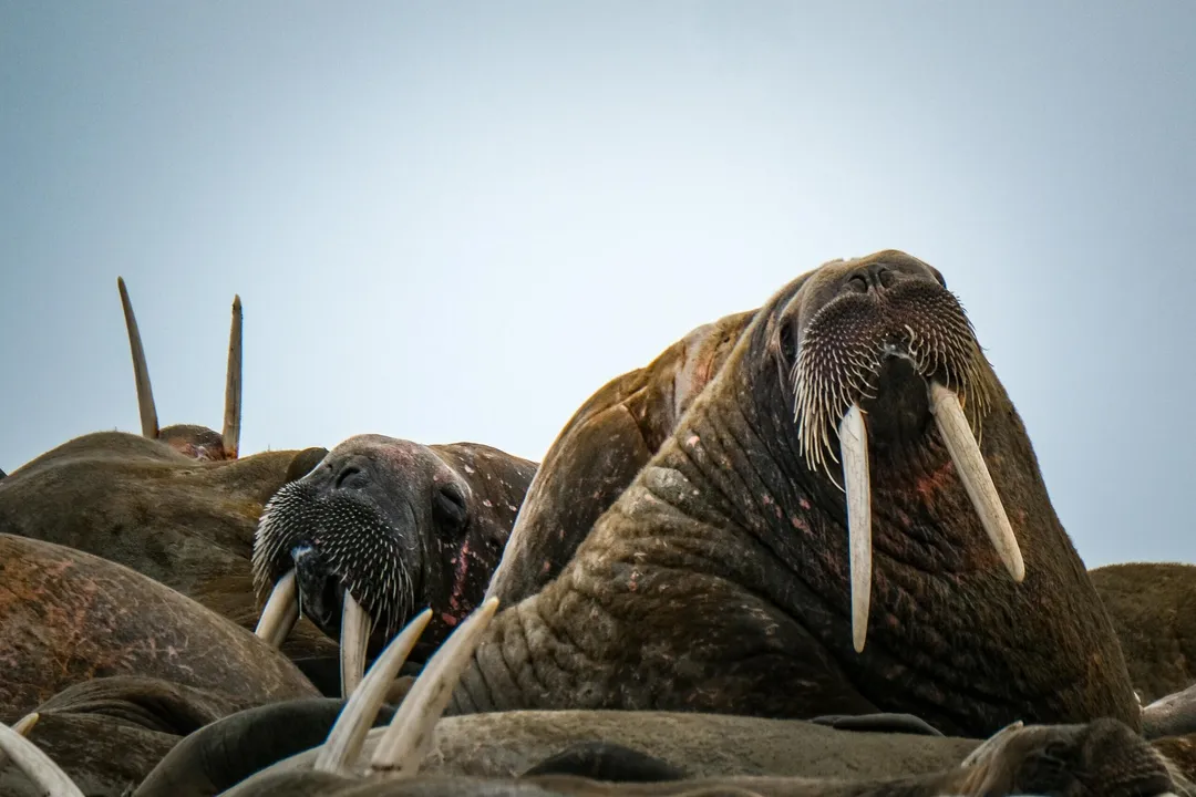 Walrus Physical Characteristics, Ivory Spears