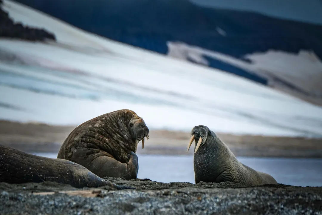 Walrus Scientific Classification, Rank Placement