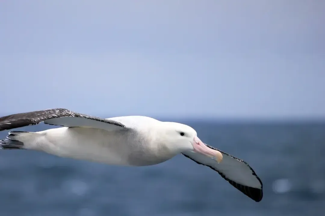 Wandering Albatross Diet, Prey Composition