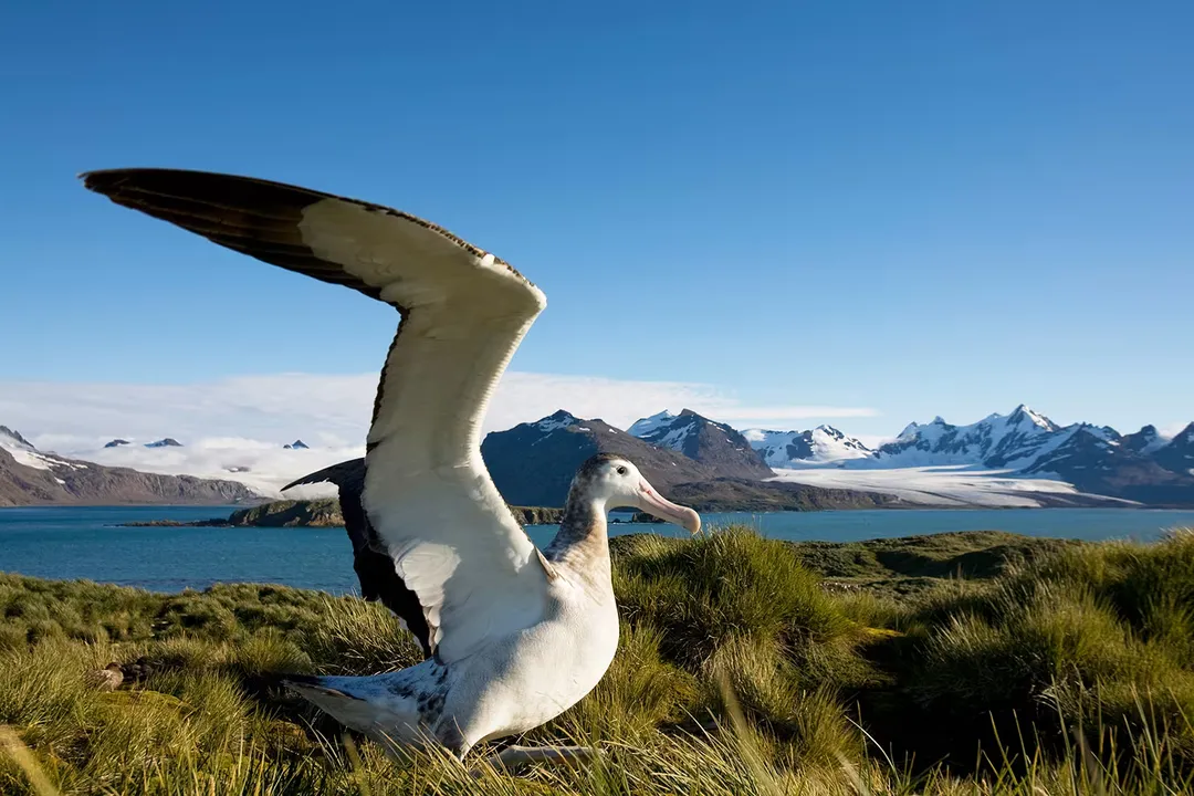Wandering Albatross Diet, Feeding Range