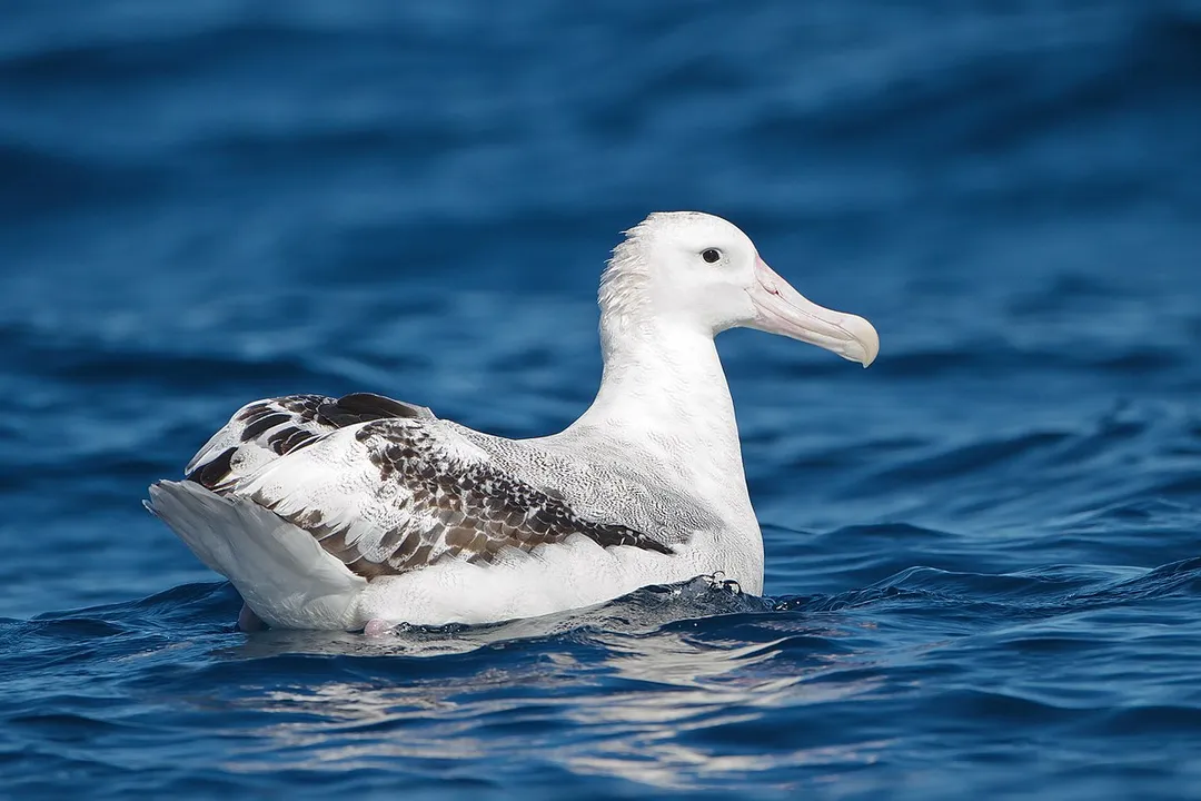 Wandering Albatross Diet