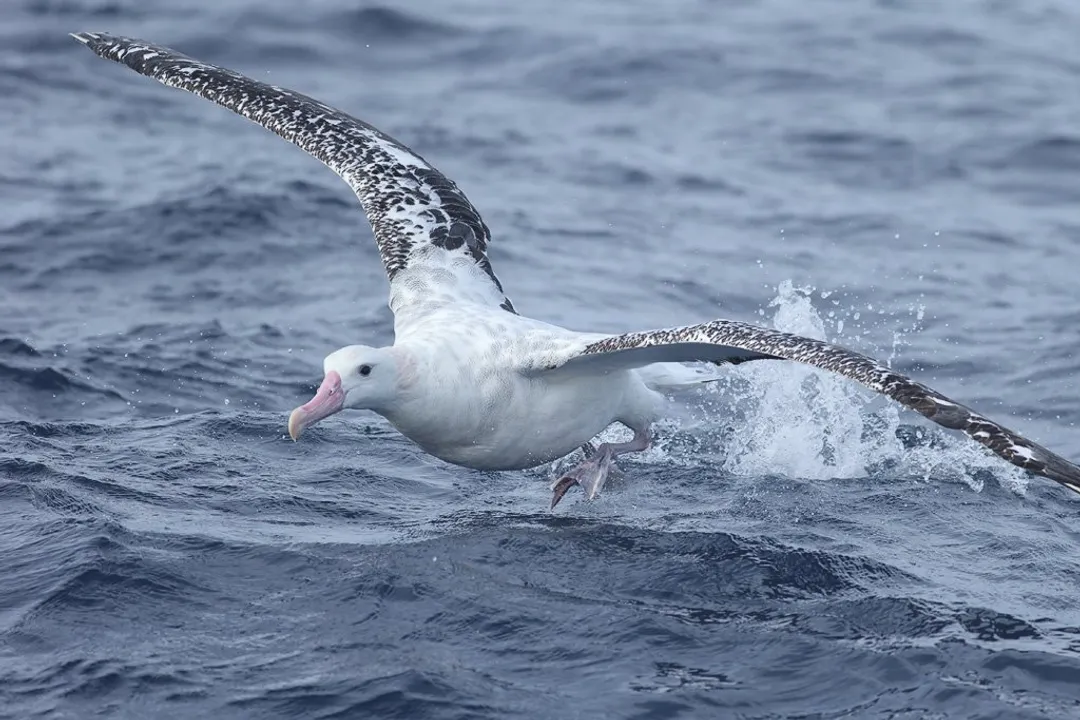 Wandering Albatross Facts, Largest Wingspan