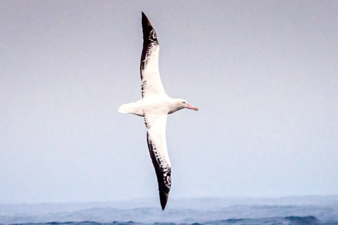 Wandering Albatross Facts, Dynamic Soaring
