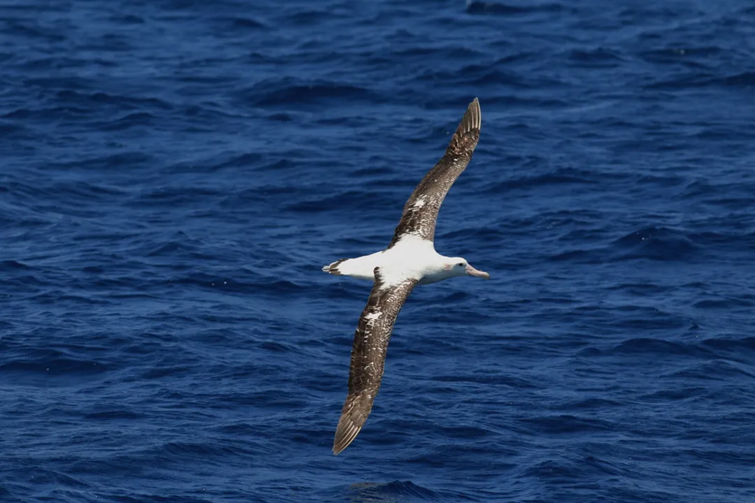 Wandering Albatross Facts, Southern Seas