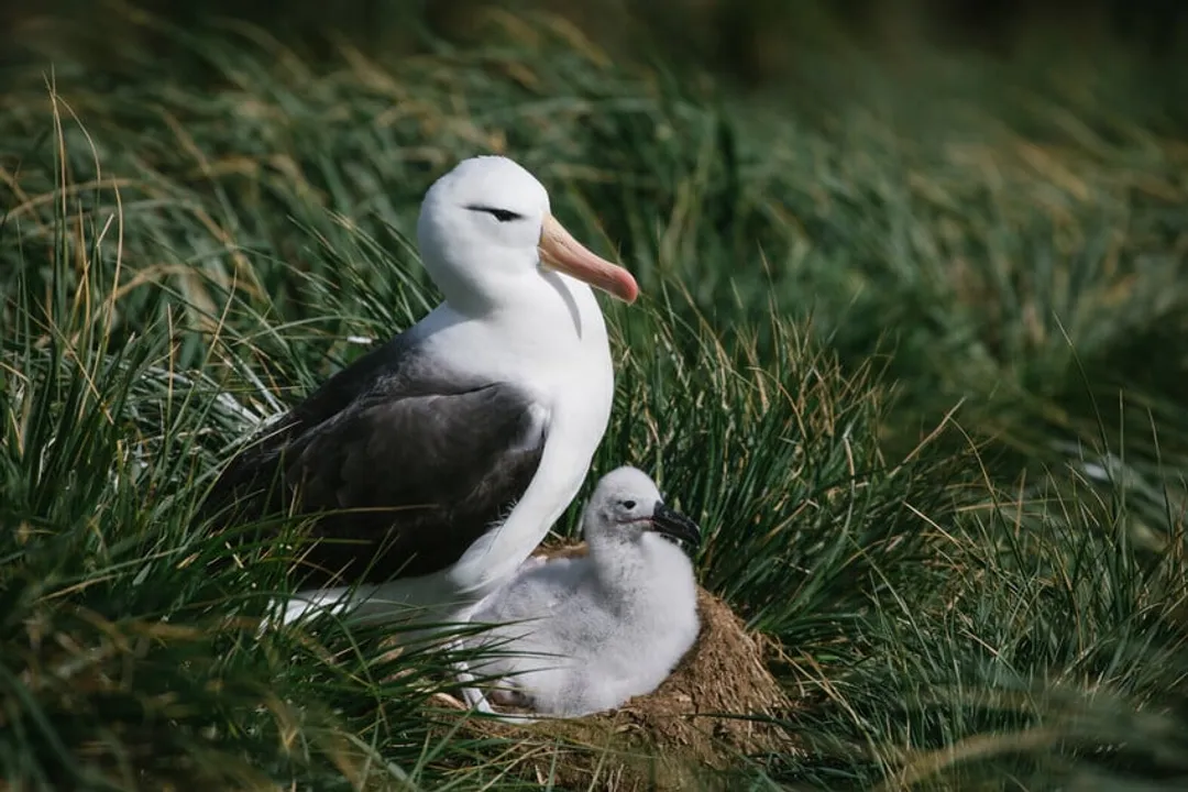 Wandering Albatross Locations, Southern Roaming