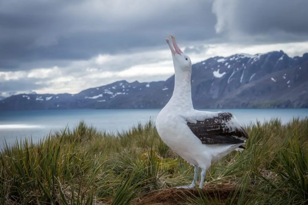 Wandering Albatross Locations