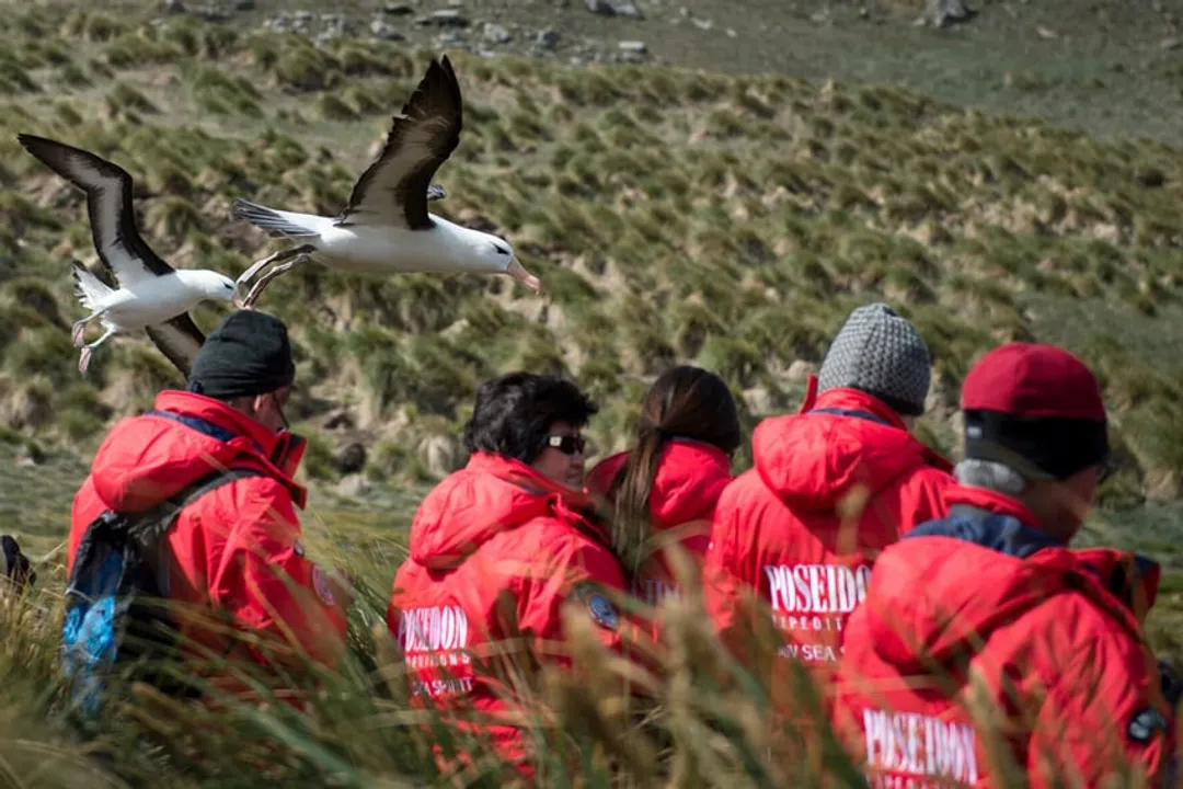 Wandering Albatross Locations, Viewing Spots