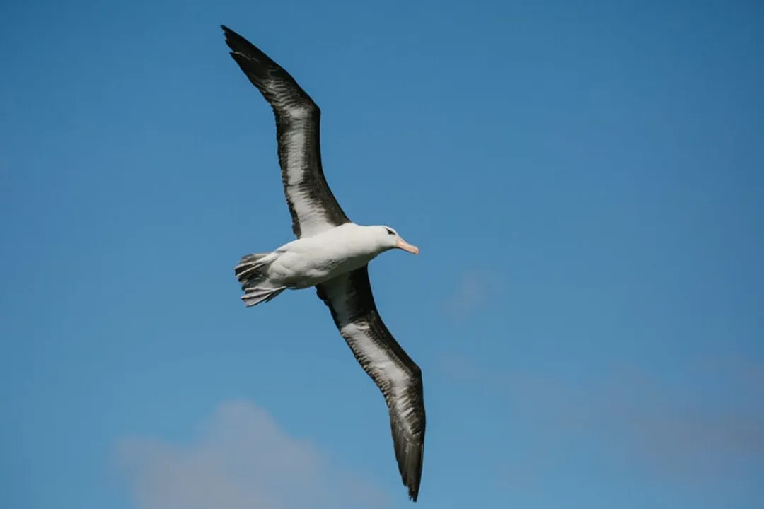 Wandering Albatross Locations, Island Nests