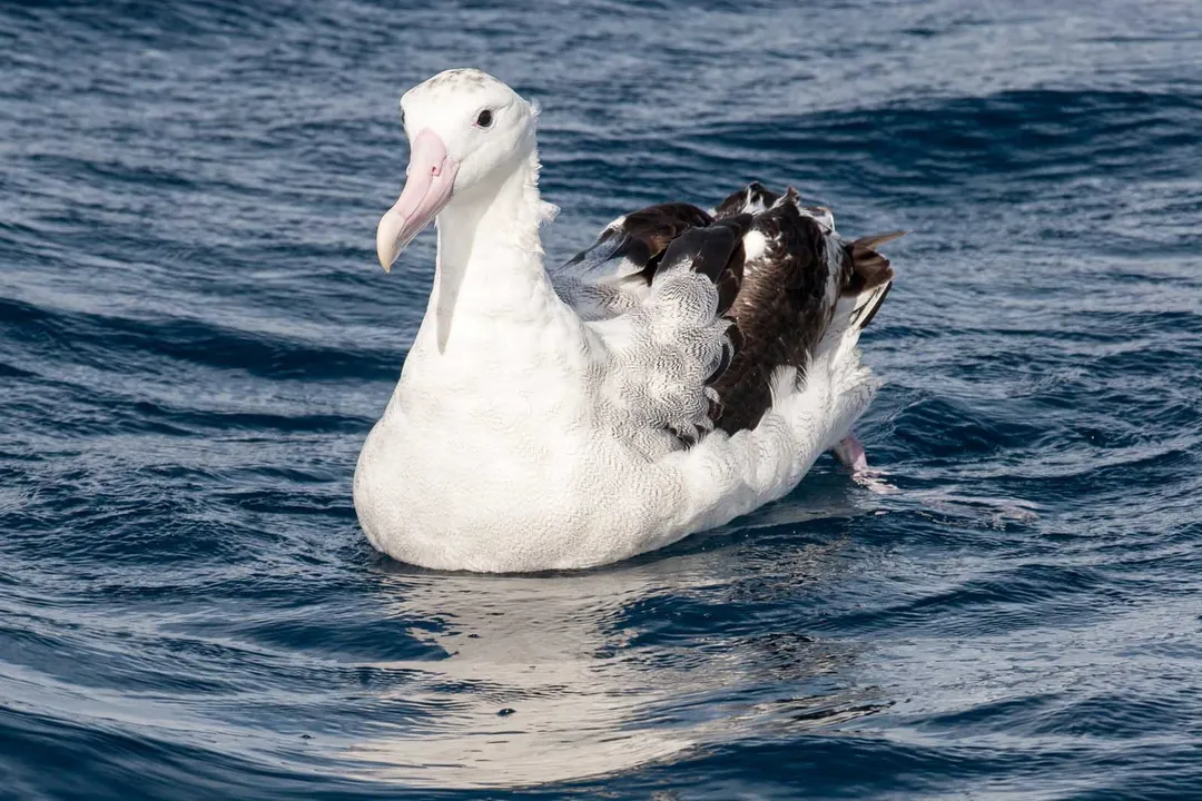 Wandering Albatross Physical Characteristics, Head Bill Feet