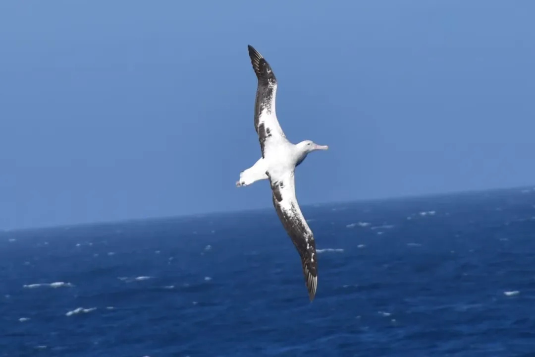 Wandering Albatross Physical Characteristics, Body Mass Length