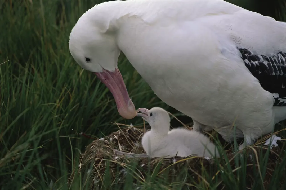 Wandering Albatross Physical Characteristics, Plumage Maturation