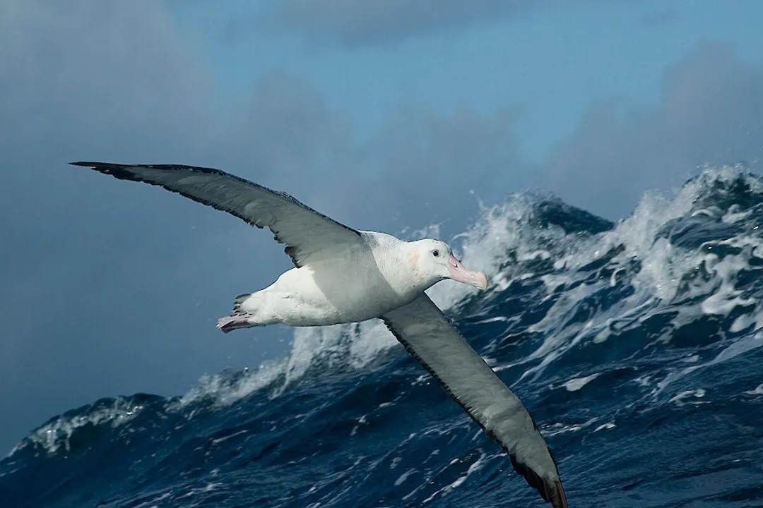 Wandering Albatross Scientific Classification, Genus Distinction