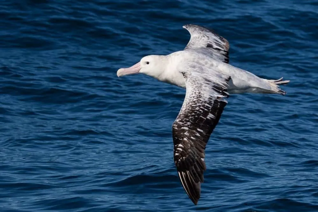 Wandering Albatross Scientific Classification