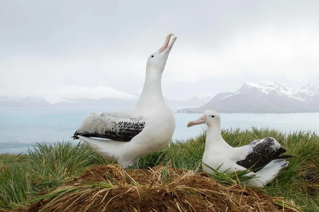 Wandering Albatross Scientific Classification, Taxonomic Placement