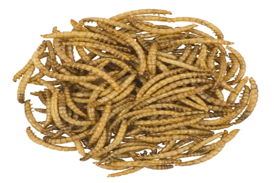 Warbler Diet, Insect Focus