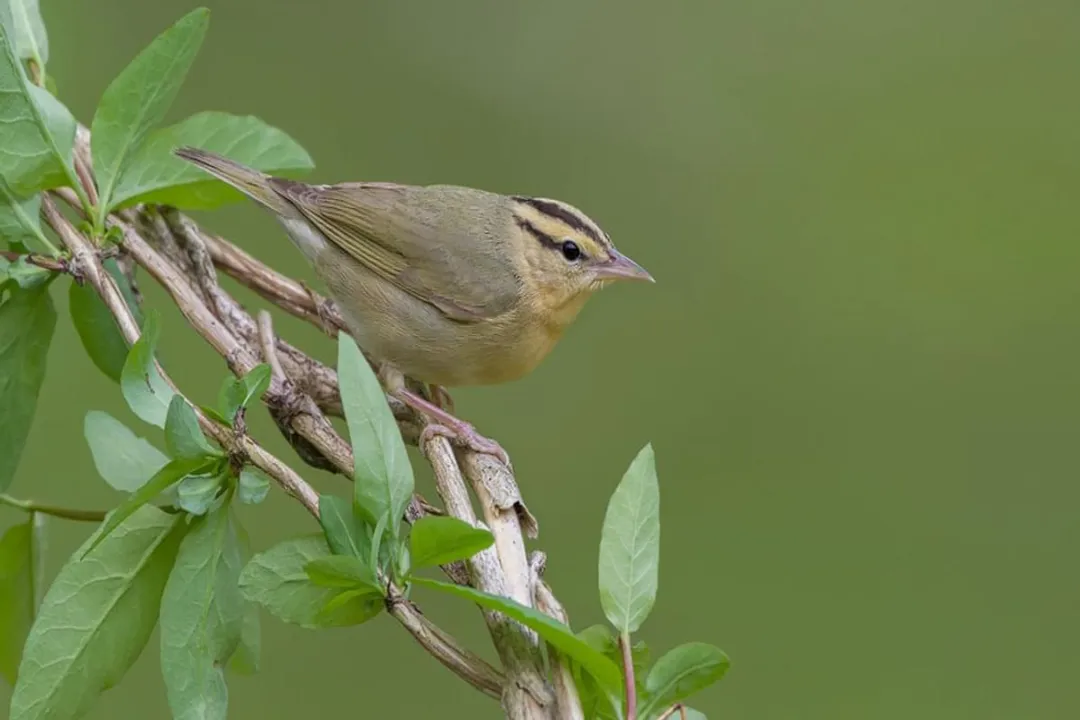 Warbler Diet, Seasonal Diet Shifts