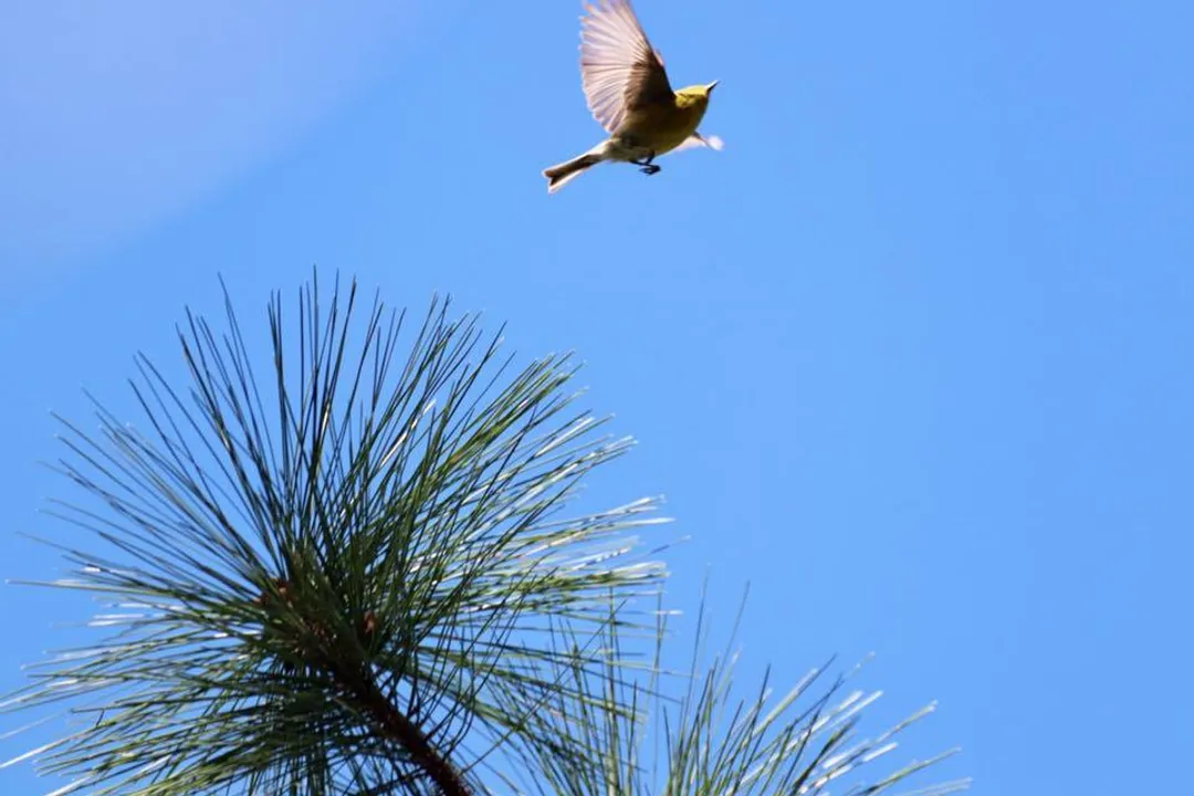 What specialized tool do most warblers use for gleaning small insects from foliage?