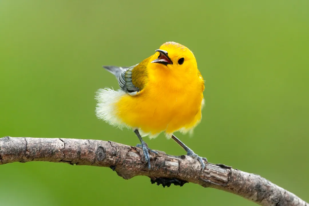 Warbler Locations, Spring Pilgrimages