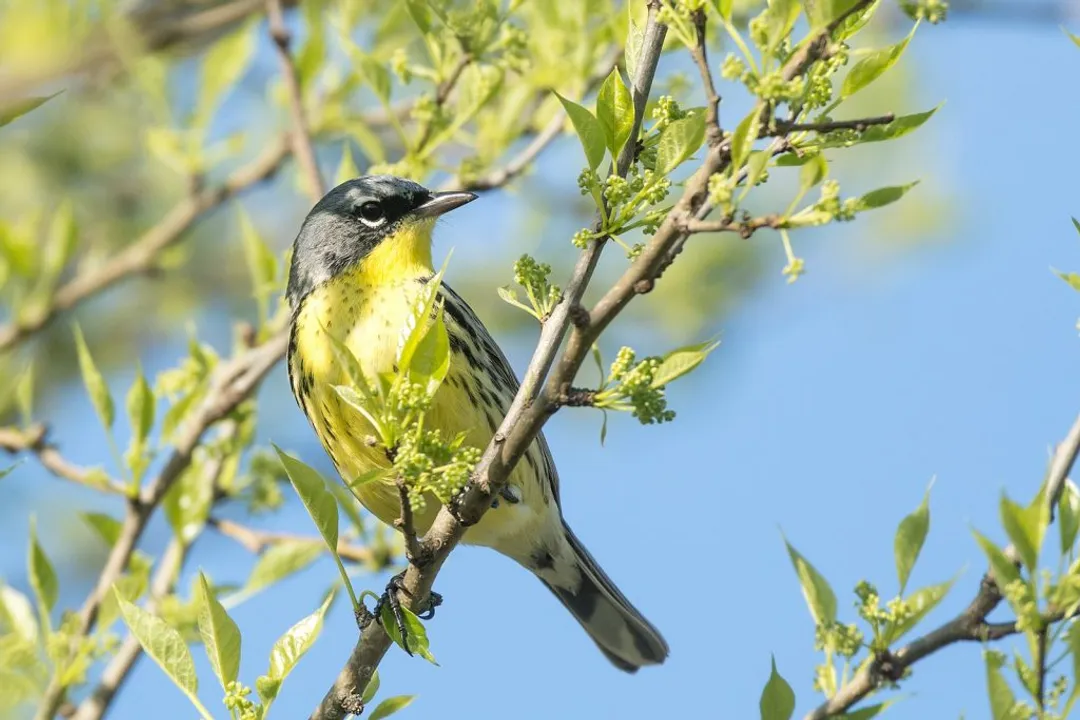 Warbler Physical Characteristics, Facial Details