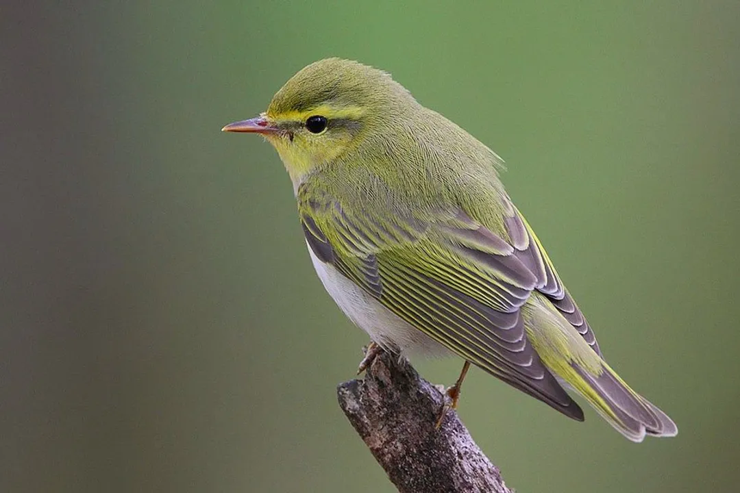 Warbler Scientific Classification, New World Lineage