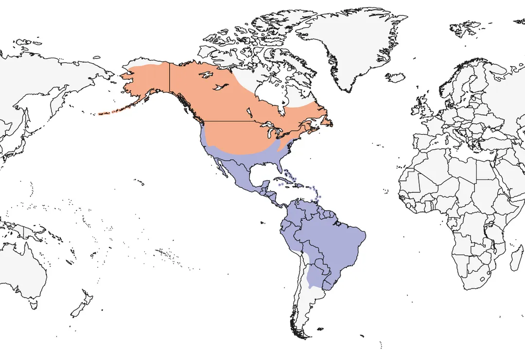 Warbler Scientific Classification, Broad Grouping