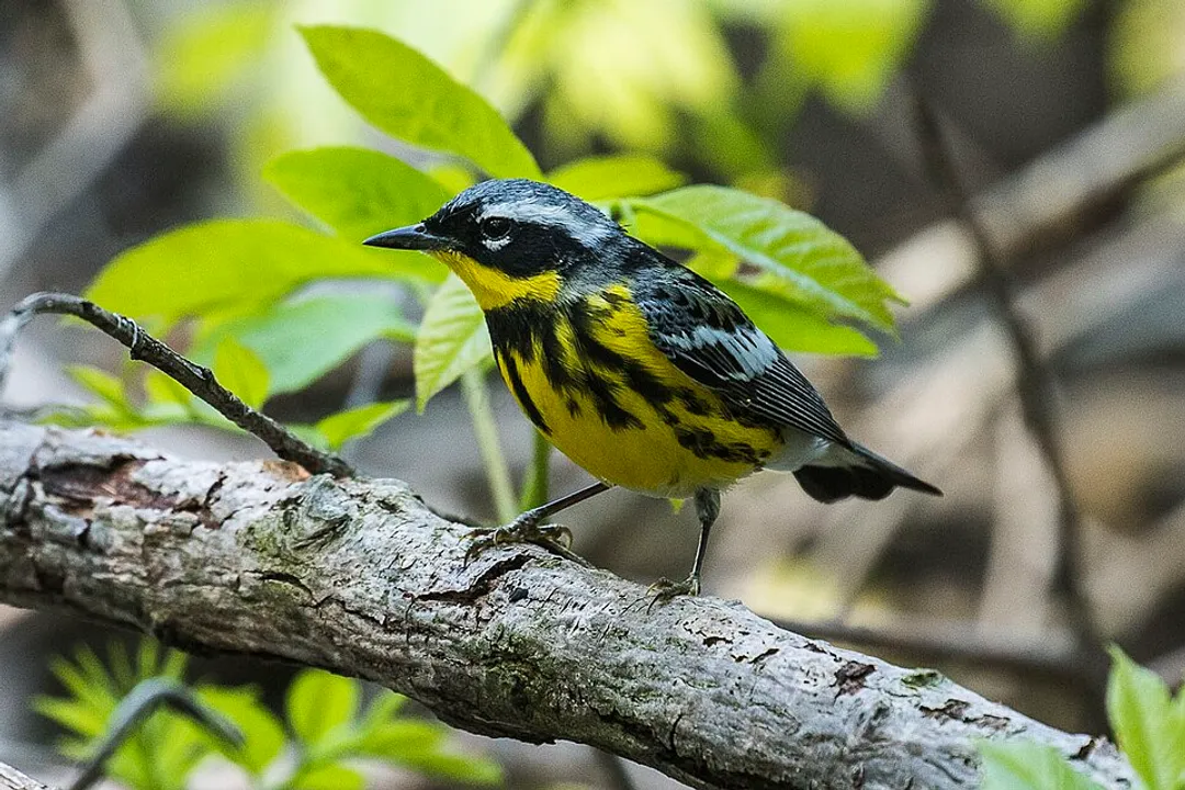 Warbler Scientific Classification, Old World Taxonomy
