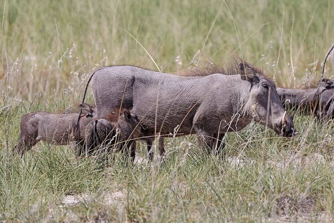 Warthog Diet, Scavenging Habits