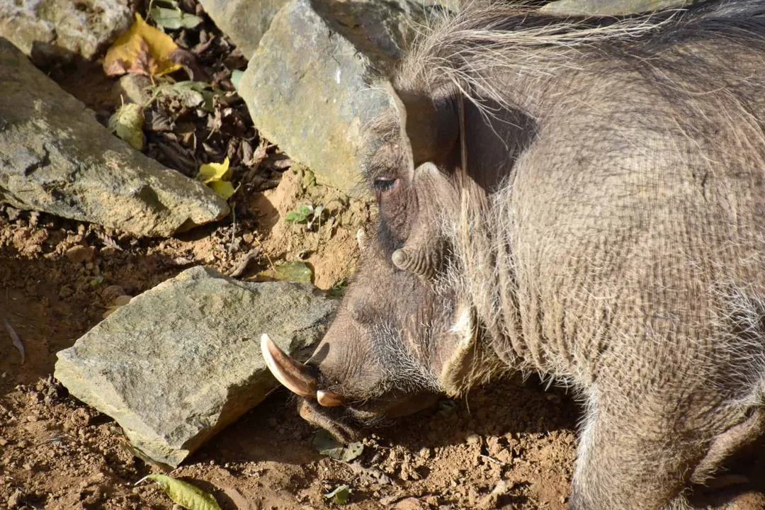 Warthog Diet, Kneeling Foraging