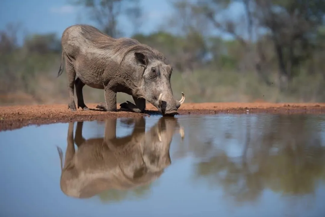 Warthog Evolution, Key Adaptations