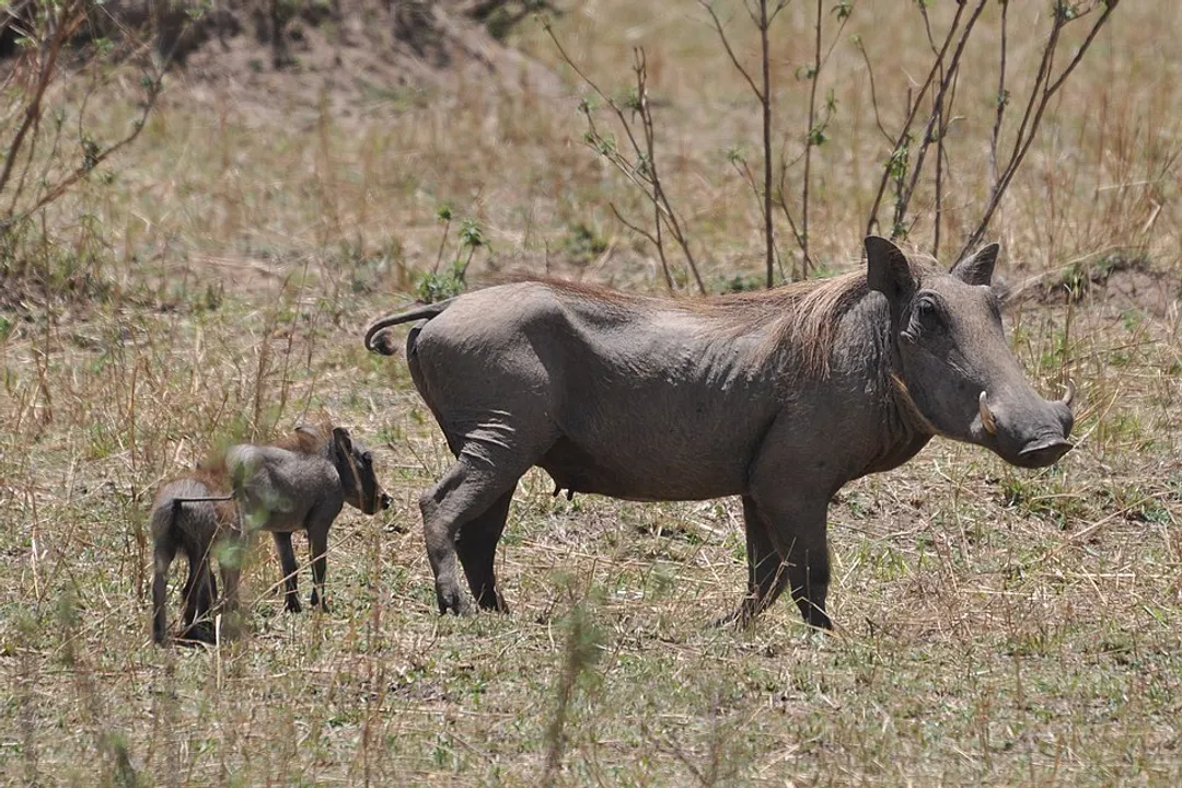 Warthog Facts, African Home