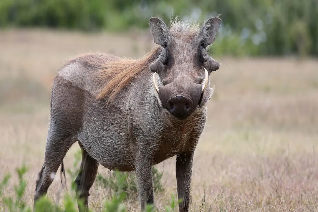 Warthog Locations, Wild Habitats