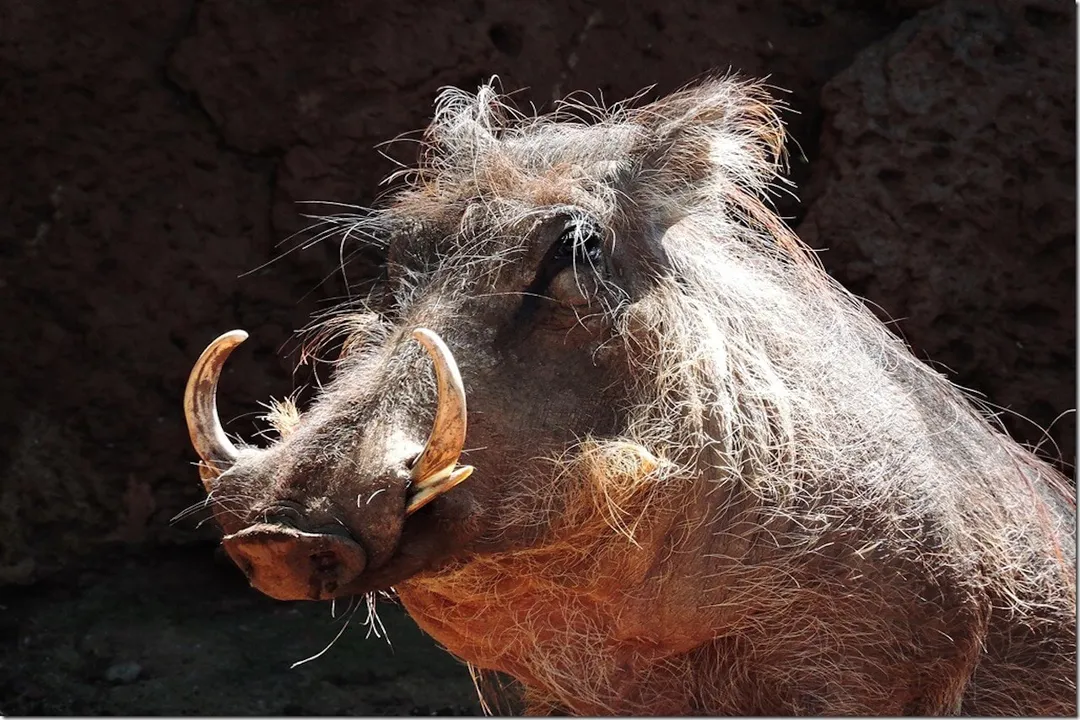 Warthog Physical Characteristics