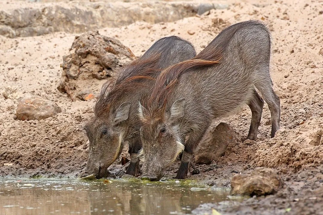 Warthog Physical Characteristics, Size Weight