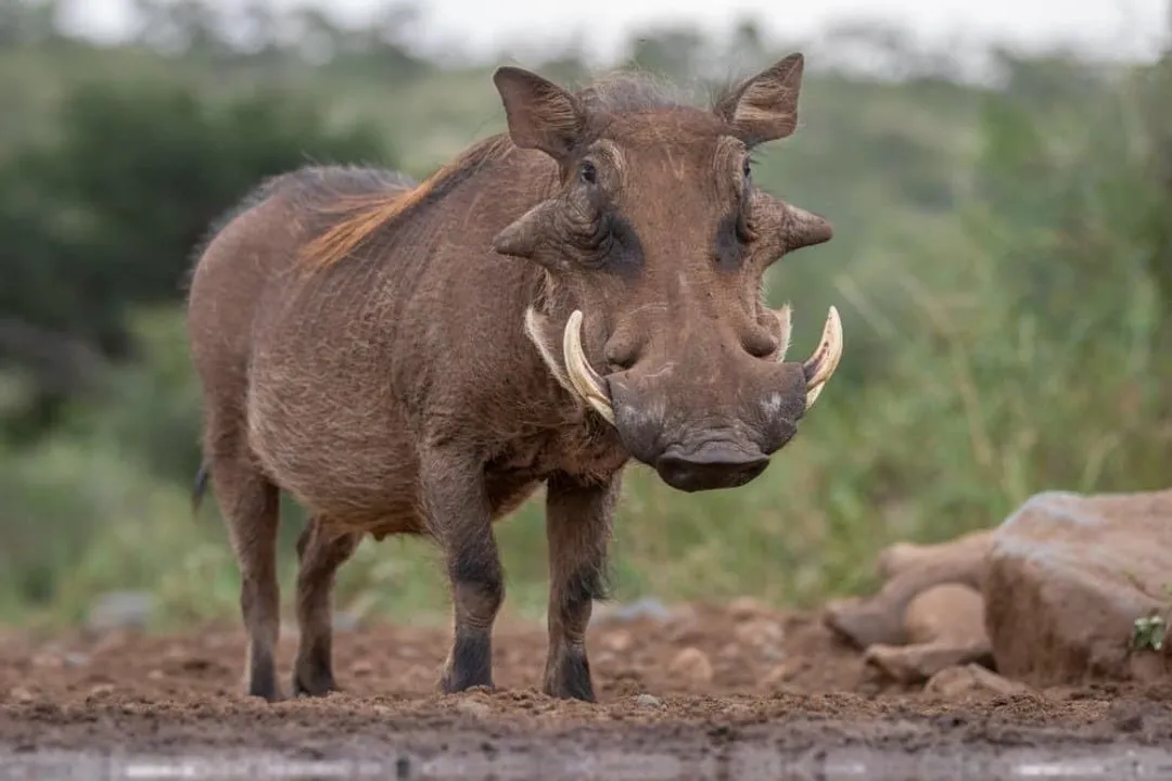Warthog Scientific Classification, Order Artiodactyla