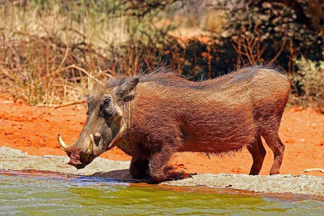 Warthog Scientific Classification