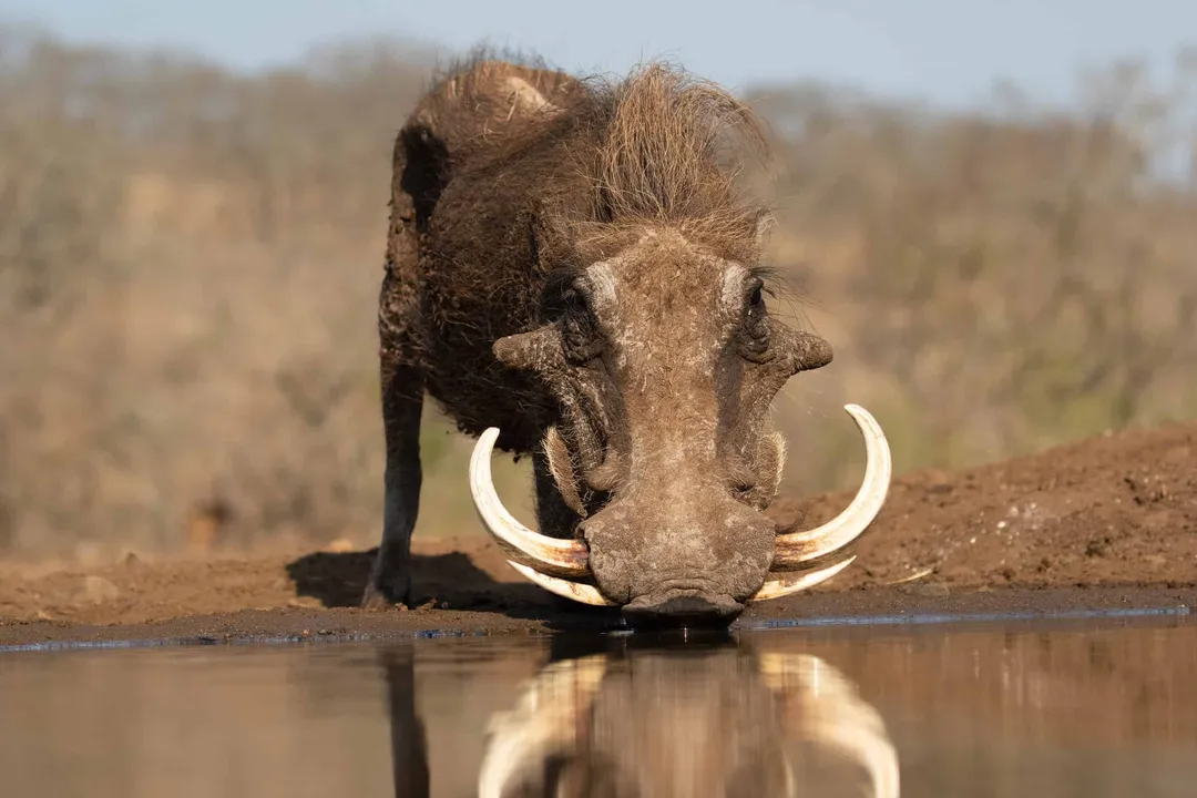 Warthog Scientific Classification, Phylum Chordata