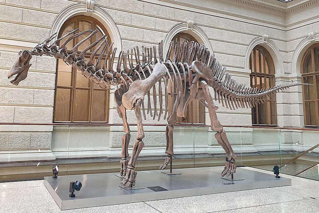 What specialized family within Diplodocoidea does Amargasaurus belong to?