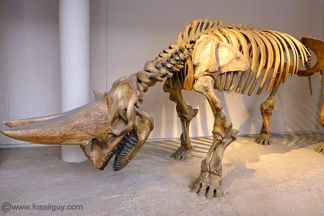 Was Arsinoitherium semi-aquatic?