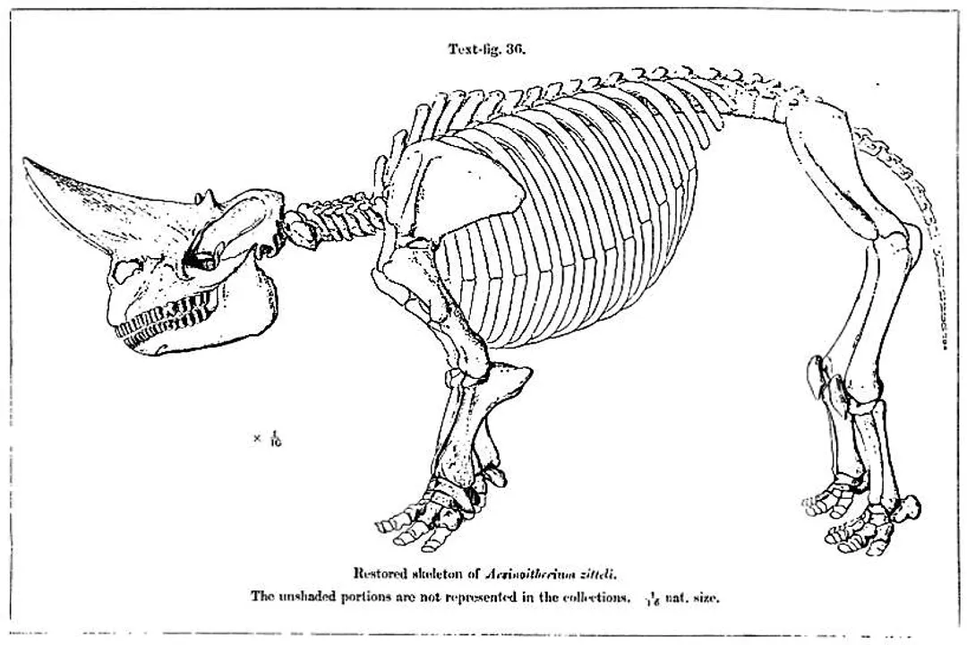 Was Arsinoitherium semi-aquatic?, Physical Structure