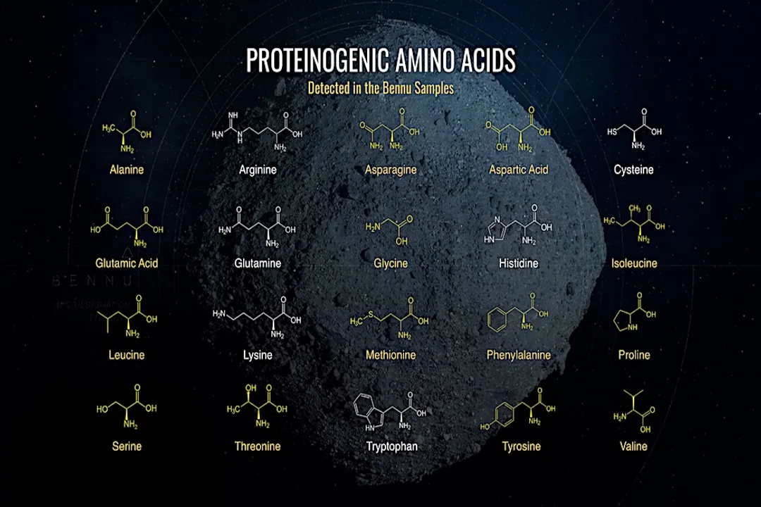 Was human DNA found in meteors?, Nucleobase Presence