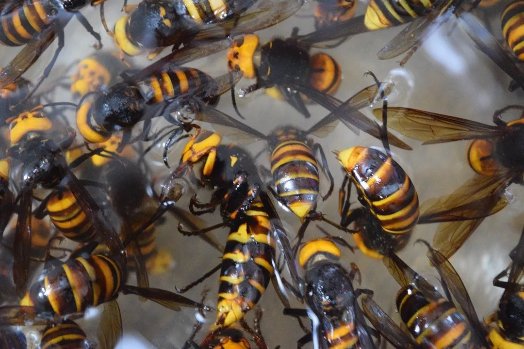 Wasp Diet, Adult Energy