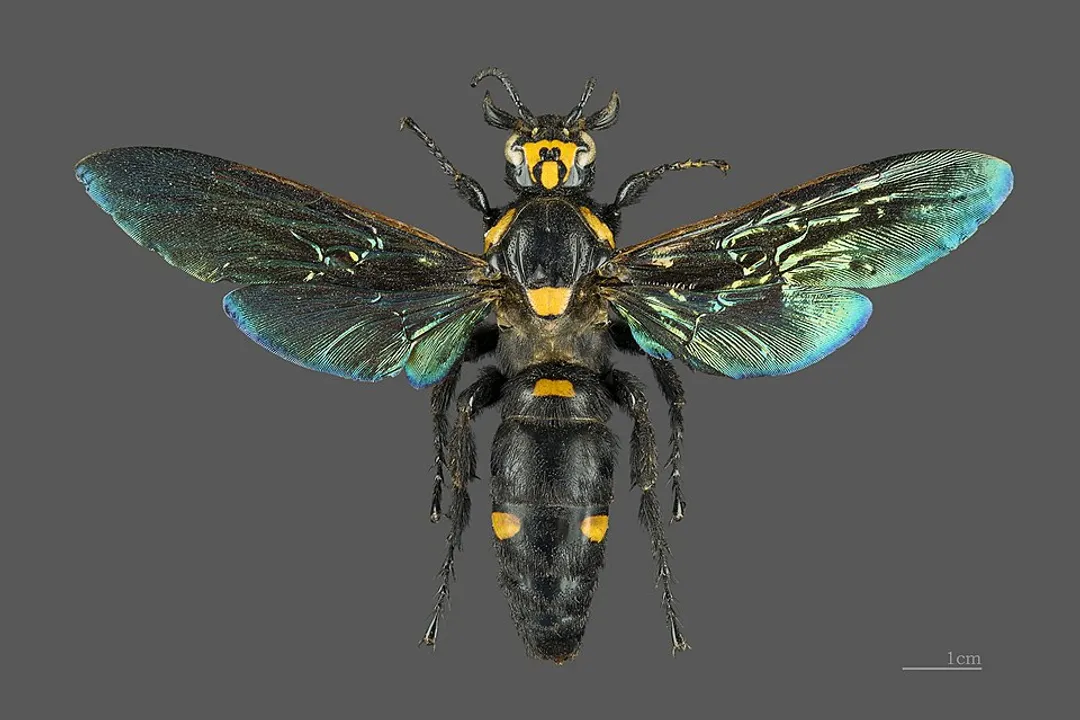 Wasp Locations, Aerial Shelters