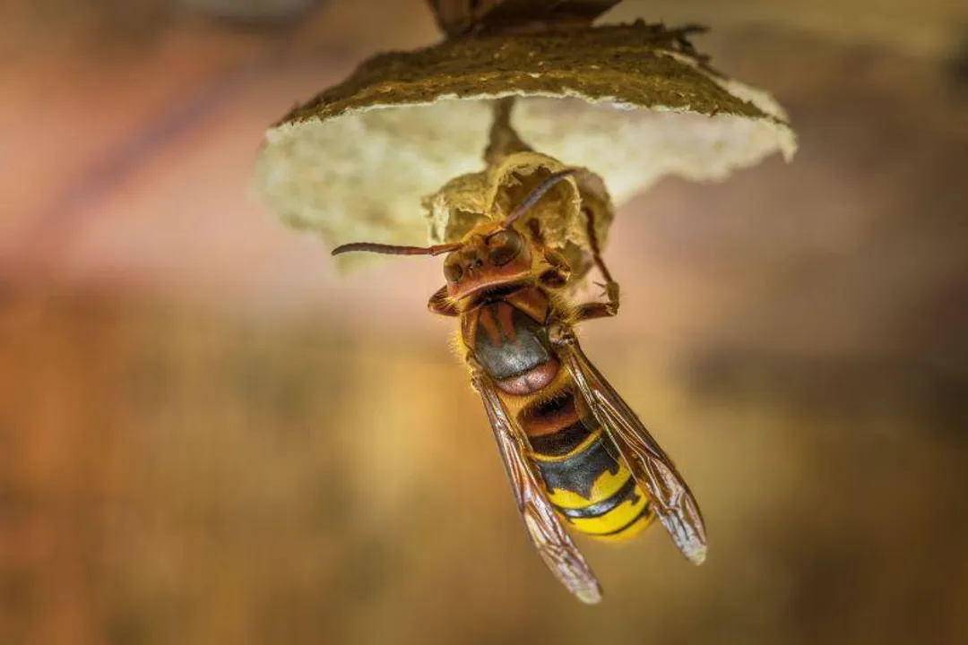 Wasp Physical Characteristics, Body Segmentation